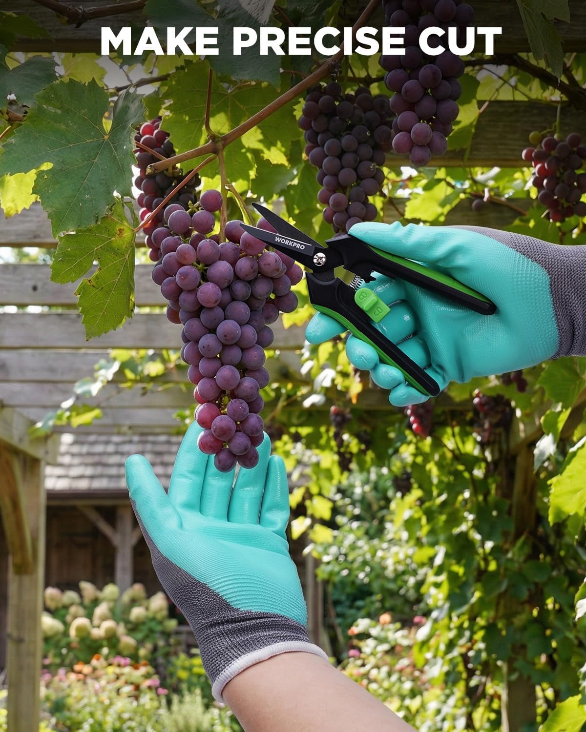 Garden pruning shears with black-and-green handles cutting grape clusters