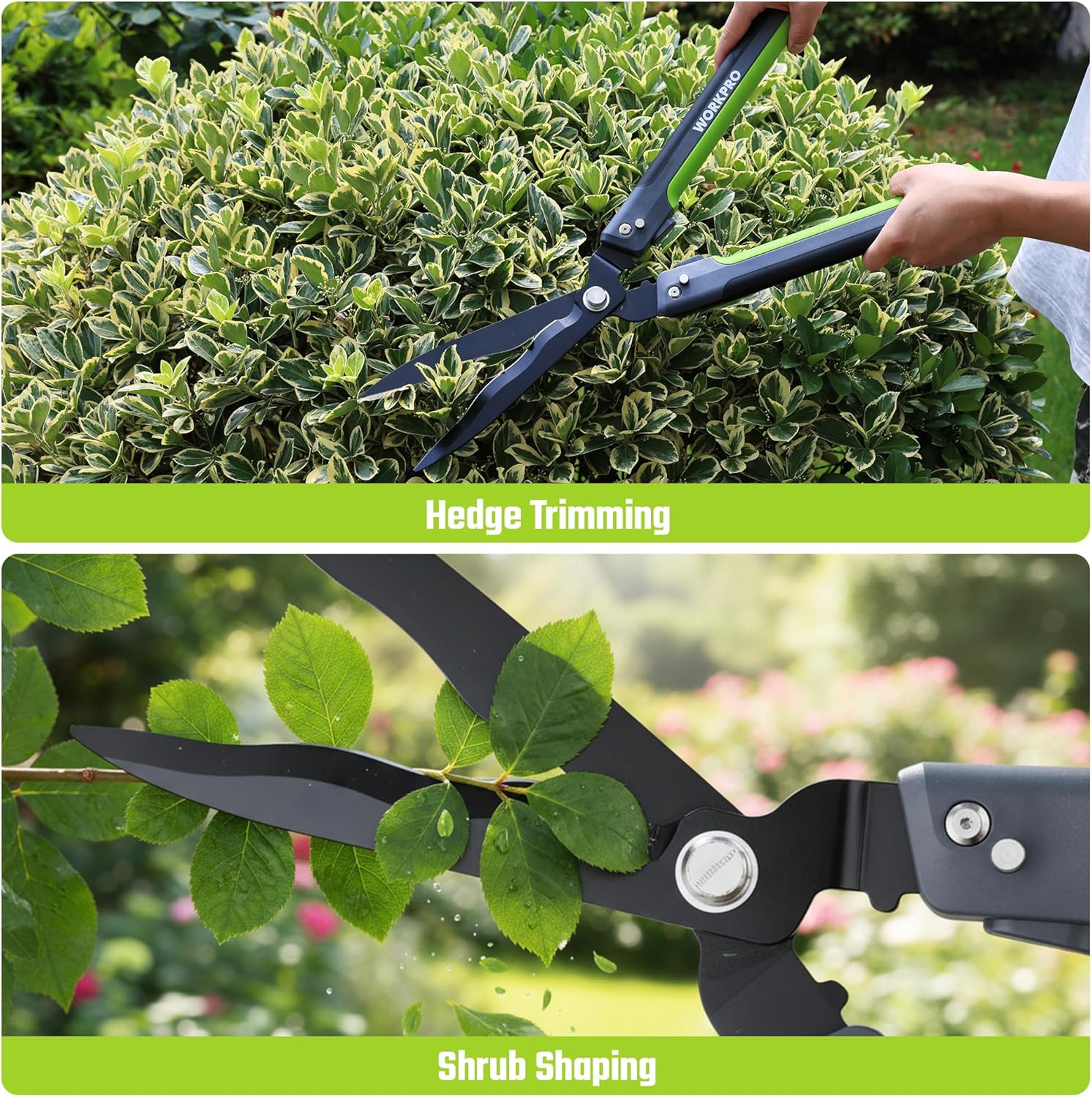 Hedge trimmer with black blades and green grips trimming shrubs