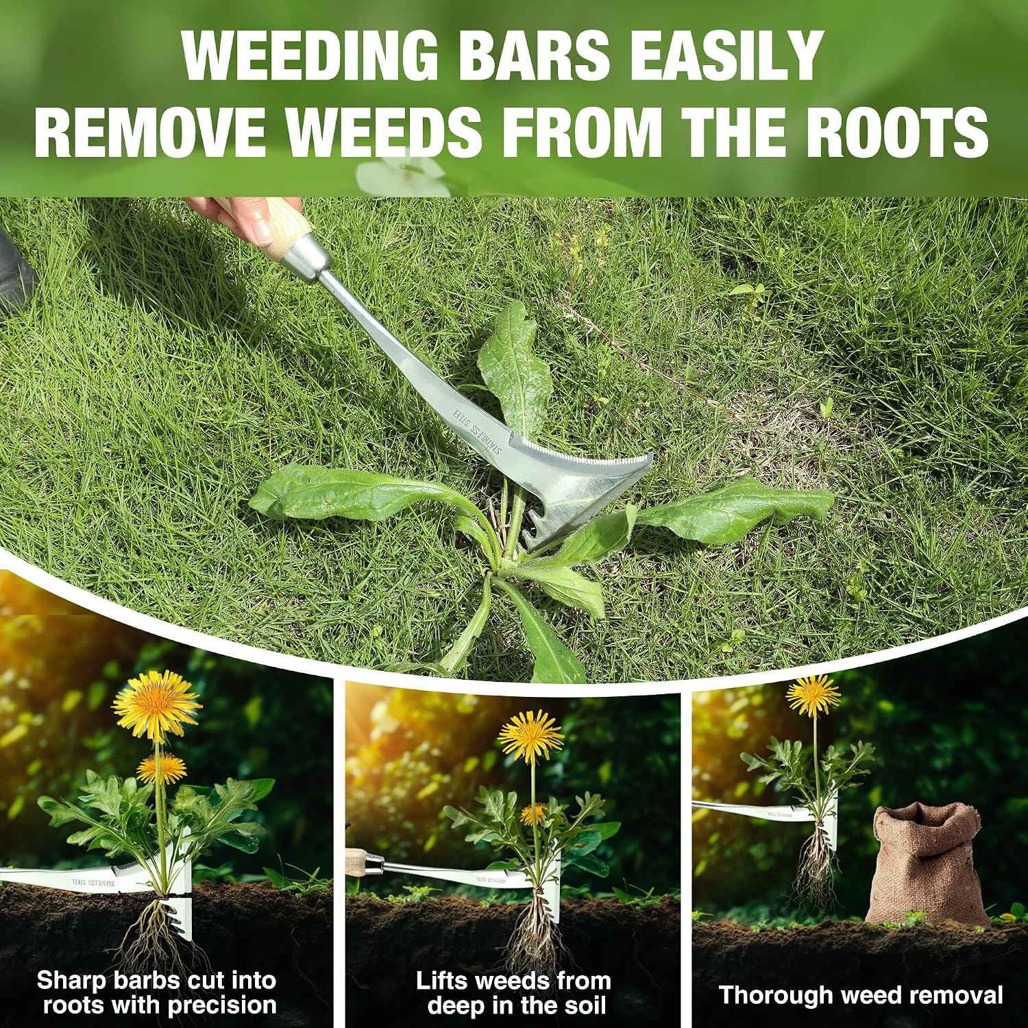 Crack weeder with long stainless steel blade and wooden handle for removing rooted weeds
