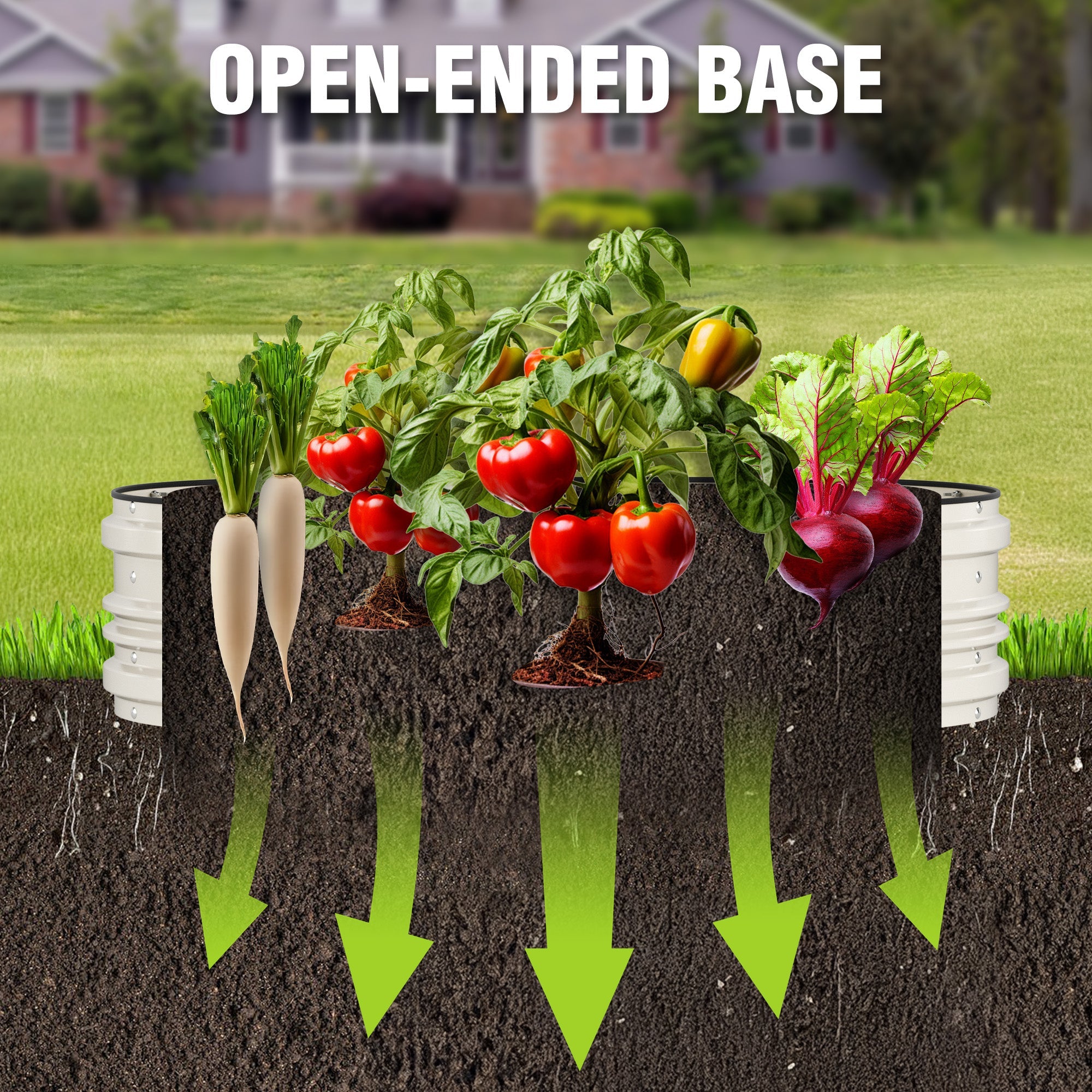 White raised garden bed with open-ended base shown beneath soil and plant roots