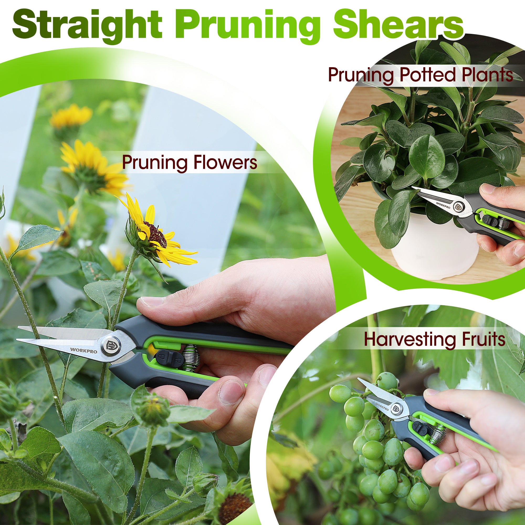 Green-and-black straight pruning shears held for pruning flowers and leaves